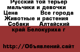 Русский той-терьер мальчики и девочки › Цена ­ 8 000 - Все города Животные и растения » Собаки   . Алтайский край,Белокуриха г.
